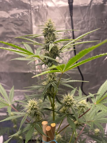 ripleys og — flower, day 60