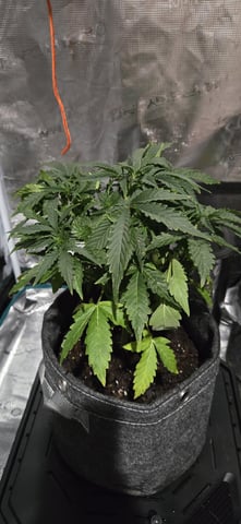 Gigawatt  — flower, day 8