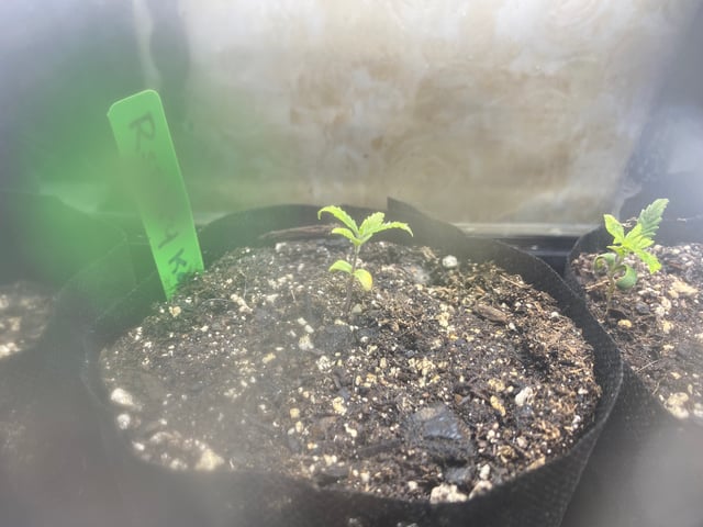 Auto Run #1 2025-2026 — vegetative, day 15