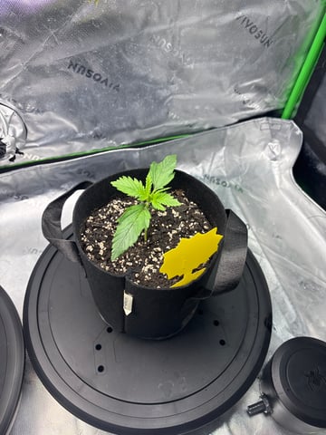 Fall 2025 Grow — vegetative, day 15