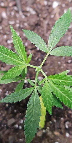 1st plant. Strain: Green Gelato AutoFlower — vegetative, day 43