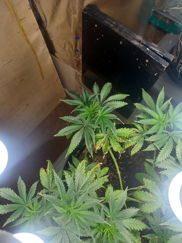 Poor Ivory — vegetative, day 59