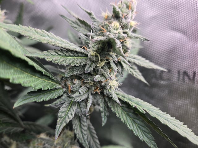 First Grow — flower, day 97