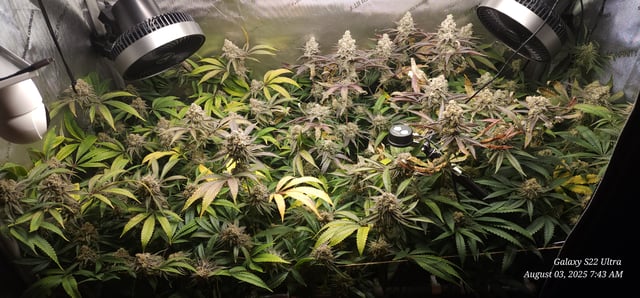 Blasted Genetics  — flower, day 162