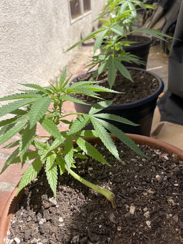 3masketeers — vegetative, day 22