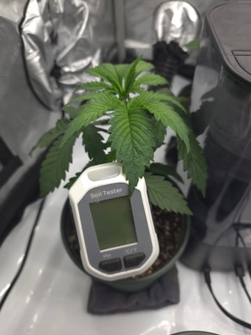 Homegrown - 🍒 🥧 & GSC Auto, 🚀 Seeds 🍌 Buttercups  — vegetative, day 25