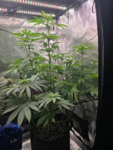 Northern lights #10 2nd plant (Selkies) — flower, day 54