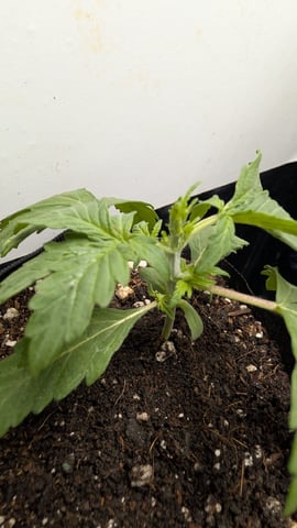 Spring  — seedling_rooting, day 13