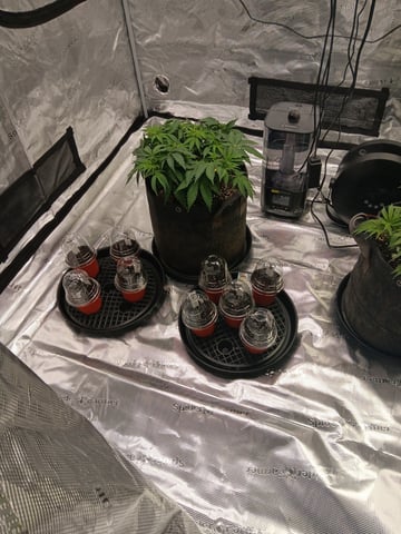 Gurilla Glue #4 × Samsquatch autos — grow_setup, day 1