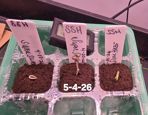 Super Silver Haze Fem Photo — seedling_rooting, day 6