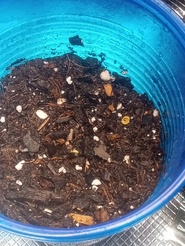  auto mixed pack indoor attempt #1 — seedling_rooting, day 3