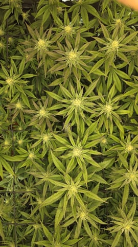 Strawberry Sugar  — flower, day 87