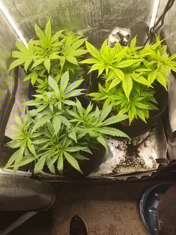 22 July 2025 — vegetative, day 14