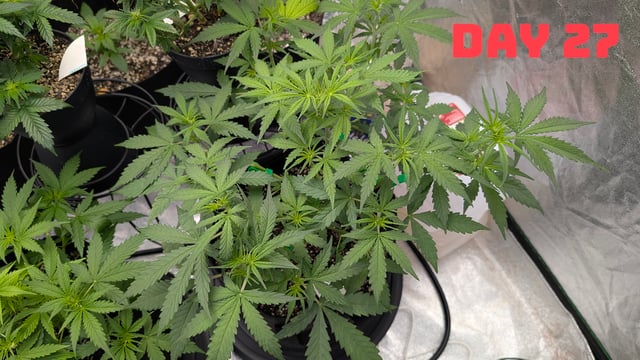 Strawberry Cheesecake Seedsman Seeds Autoflowers x2 — seedling_rooting, day 30
