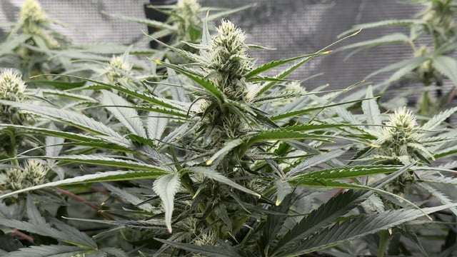 Papaya Cookies Autos  — auto, day 10