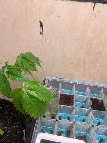 AK Clone — seedling_rooting, day 5