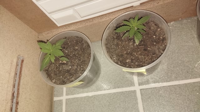 Projeto Seed FC  — seedling_rooting, day 4