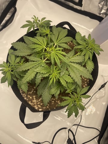 3x3 Grow — flower, day 1