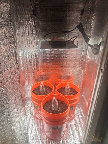 mendo breath-white widow-pilot light — grow_setup, day 1