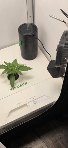 Vivosun Seed tent — vegetative, day 17