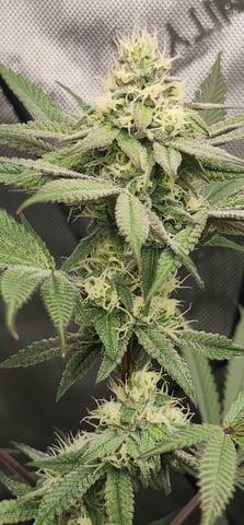 First clones (Dr nefario)  — flower, day 60