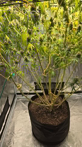 Big Momma Blue Dream  — flower, day 51