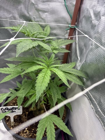 first grow in new 2x2 — vegetative, day 46