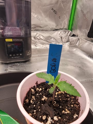 trap n pink — seedling_rooting, day 6