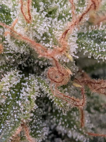 Zkittlez (Auto) — flower, day 114