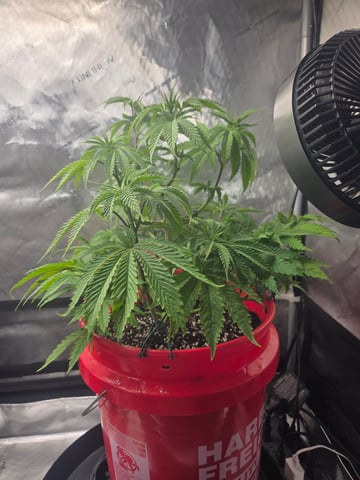 First Grow — vegetative, day 2