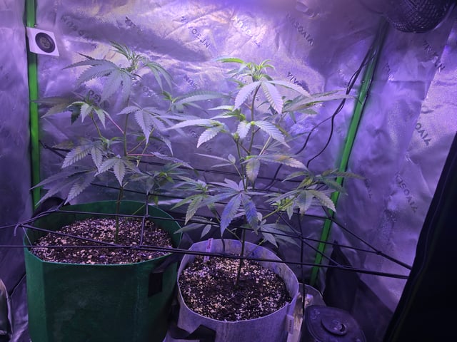 FIRST GROW — vegetative, day 28