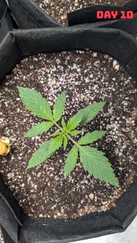 Strawberry Cheesecake Seedsman Seeds Autoflowers x2 — seedling_rooting, day 13