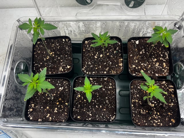 PKB remix/PotG — seedling_rooting, day 21