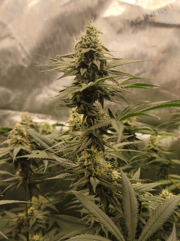 my first grow — flower, day 83