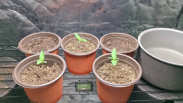 4 Plant Maddog724 Batch 0001-01 — seedling_rooting, day 8