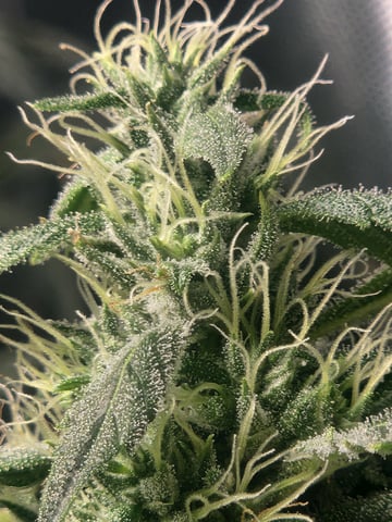 Sour Diesel — flower, day 28