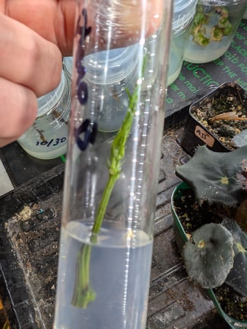 Plant in a test tube — seedling_rooting, day 201