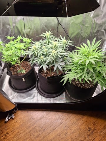 SoFloBudz — flower, day 54