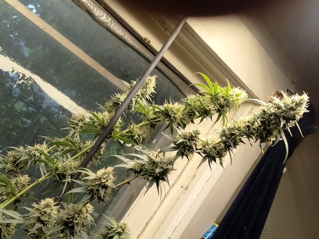 jay seaton  — flower, day 60