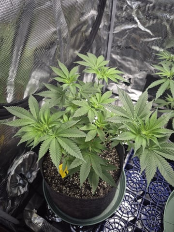 Grow 1 2026 Dream Widow — vegetative, day 61