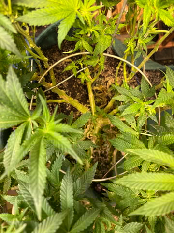 back to my roots.  — flower, day 4