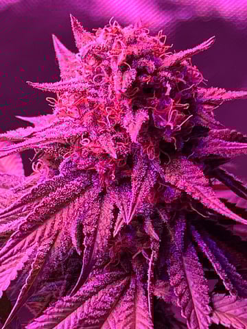 unknown strain 1st grow — flower, day 103