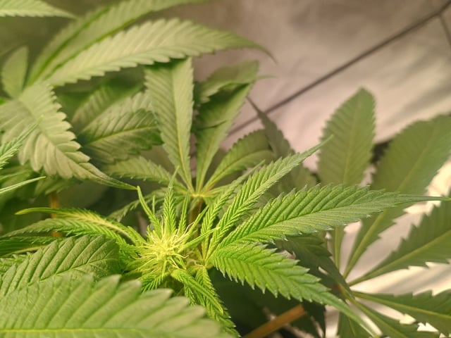 lil Slurry, first grow — flower, day 51