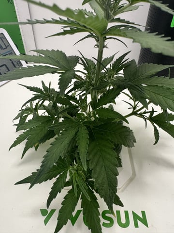 Mindfield - with Girl Scout Cookies (auto) — vegetative, day 4