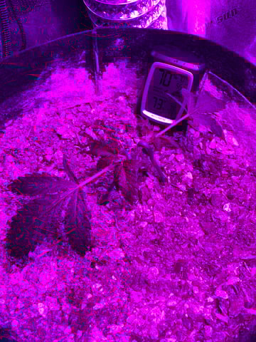 Amnesia Haze (First Ever Grow) — vegetative, day 25