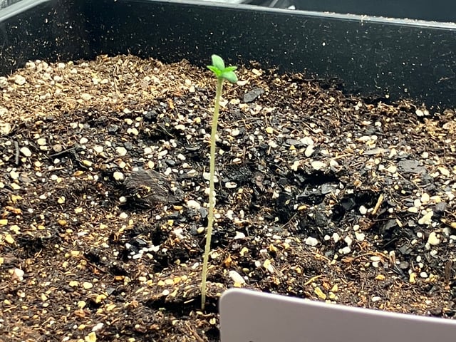 My First Grow — germination, day 6