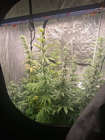 Panama Red Regular Jamaican Landraces — flower, day 37