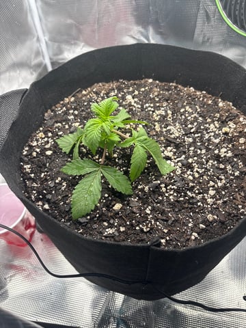 Blackberry Kush — seedling_rooting, day 8