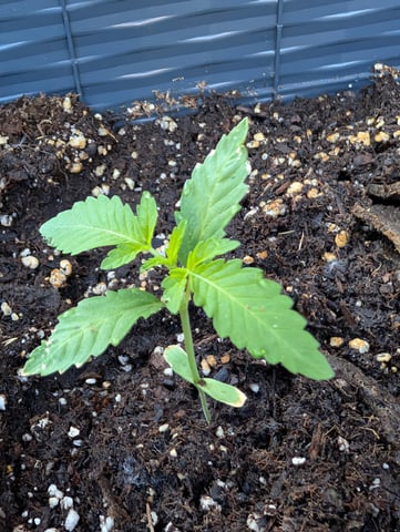 Galicane Fem — vegetative, day 20