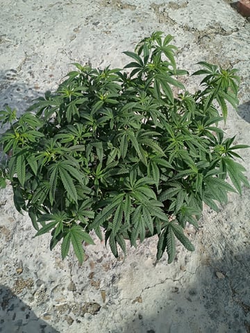 Purple Plum Perfect 💜 & 2 Grape Runtz 🍇 Mainlining garden.  — vegetative, day 120